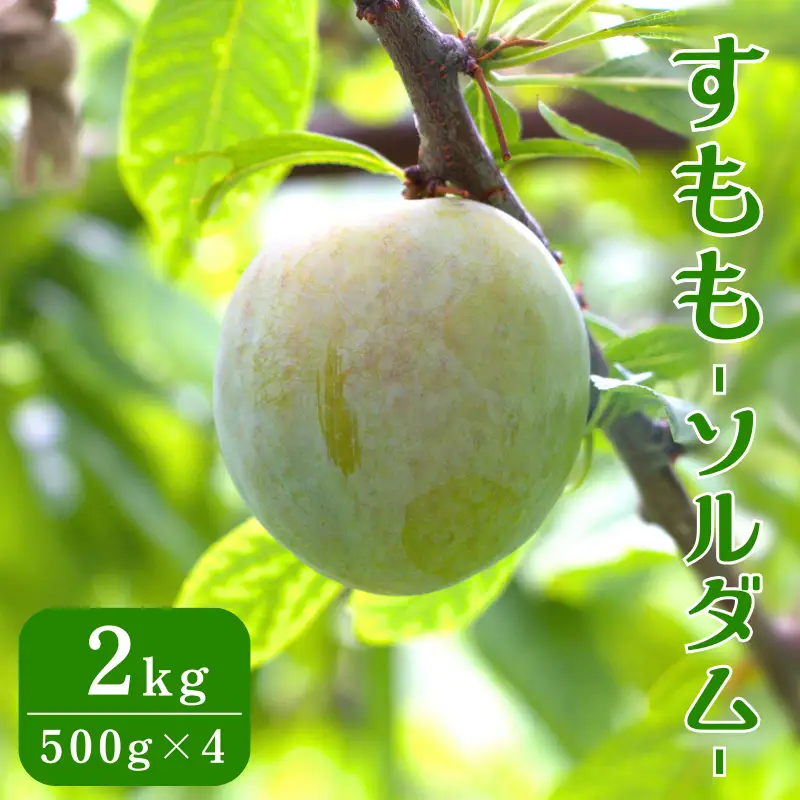 先行予約 すもも（ソルダム）2kg ※6月中旬～7月中旬頃に順次発送予定【期間限定・数量限定・2027/6/20まで】 / スモモ お取り寄せ 期間限定 夏 フルーツ 果物 和歌山県 田辺市【mtm005-1】