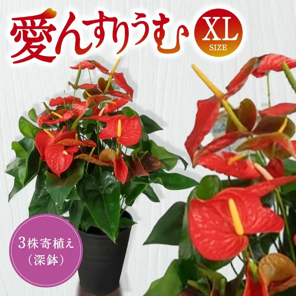愛んすりうむ（アンスリウム） アンスリウム XL-深（3株寄植え／深鉢） 湖東フラワー 滋賀県 東近江市 D-E24 アンスリウム アンスリューム 観葉植物 鉢植え 花 プレゼント ギフト お祝い お供え インテリア フラワー グリーン リビング 玄関 飾り おしゃれ 手入れ簡単 長持ち 室内 贈答 滋賀県産 ボリューム 3株 4株 深鉢