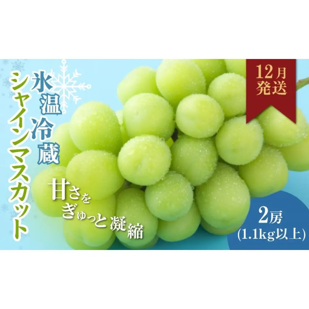 信州やなぎさわ農園果逢　信州産シャインマスカット（12月発送）　冷蔵2房(合計1.1kg以上)大粒&大房 | 果物 ぶどう シャインマスカット 産地直送