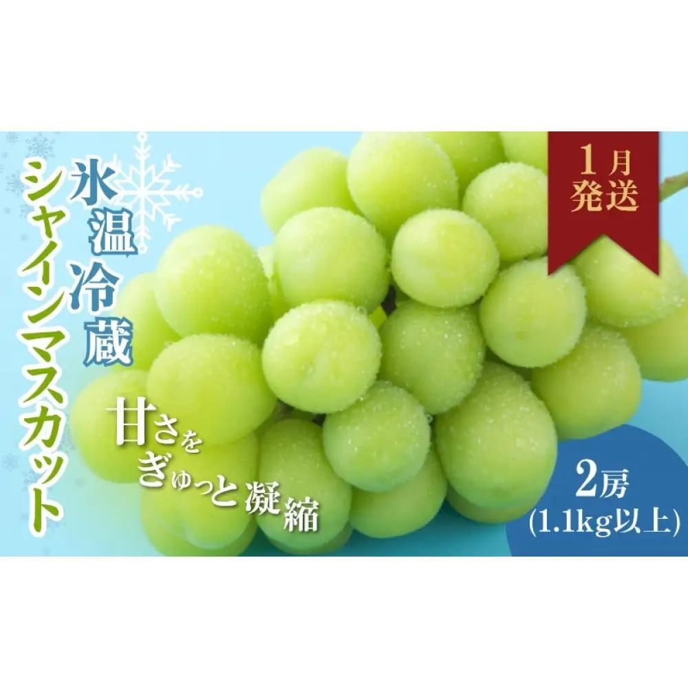 信州やなぎさわ農園果逢　信州産シャインマスカット（1月発送）　冷蔵2房(合計1.1kg以上)大粒&大房 | 果物 ぶどう シャインマスカット 産地直送