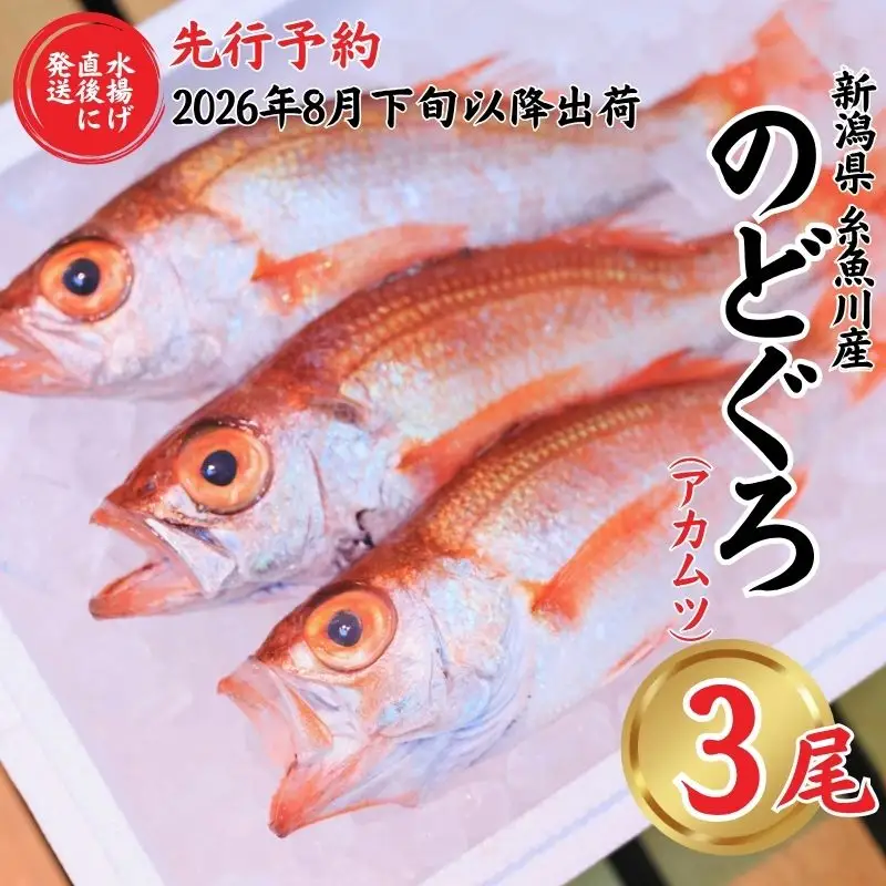 【2026年8月以降発送】天然のどくろ (アカムツ) 3尾 約1kg 先行予約 鮮度抜群！水揚げ直後に発送 高級魚 生 刺身 煮付け 下処理可能 魚正 日本海 刺身 ノドグロ のどぐろ 赤ムツ