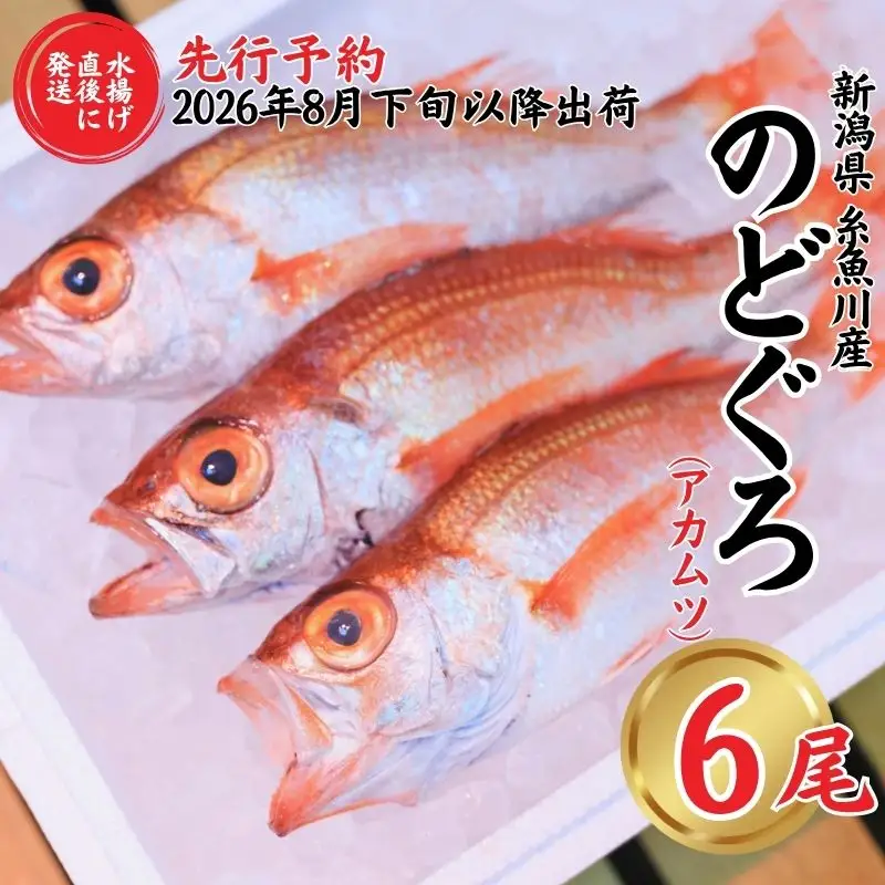 【2026年8月以降発送】天然のどくろ (アカムツ) 6尾 約2kg 先行予約 鮮度抜群！水揚げ直後に発送 高級魚 生 刺身 煮付け 下処理可能 魚正 日本海 刺身 ノドグロ のどぐろ 赤ムツ