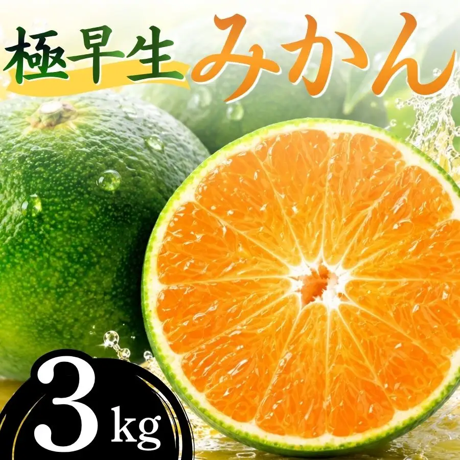 【先行予約】湯の花 極早生温州みかん３kg　【早生 極早生 温州 みかん 果物 果物 フルーツ 旬 柑橘 甘い 新鮮 伊豆 南伊豆 】