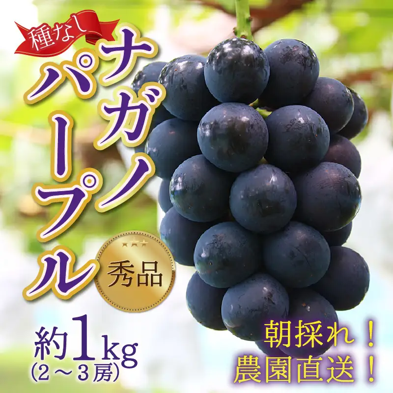 朝採れ 贈答品質 ナガノパープル6房 美味しい葡萄園 食品 朝採れ 贈答品質 ナガノパープル2房 美味しい葡萄園