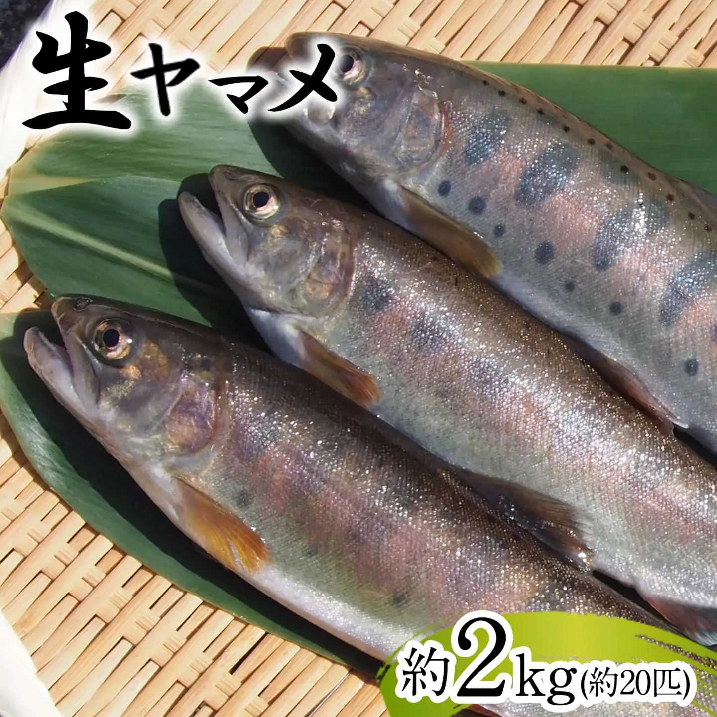 ヤマメ 2kg 山江村ヤマメ生産組合