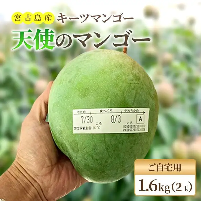 《先行予約 2027年発送》『天使のマンゴー』宮古島産キーツマンゴー《LA MANGUE BLEUE》【ご自宅用】農家直送 1.6kg以上（2個入り）（GZ007）