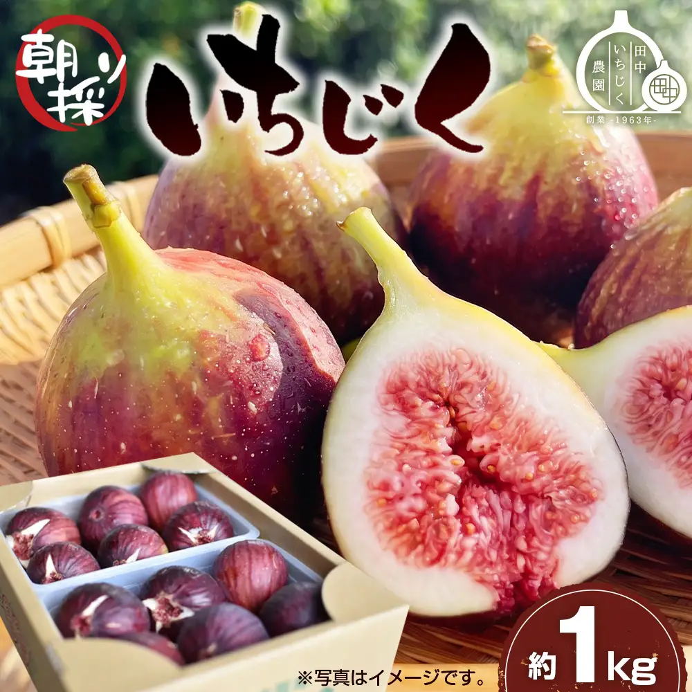 いちじく 朝採り 【2026年配送】　約1kg ／ 無花果 イチジク フルーツ くだもの 果物 果実 朝採れ 新鮮 農家直送 河南町産 大阪府 特産品 No.330