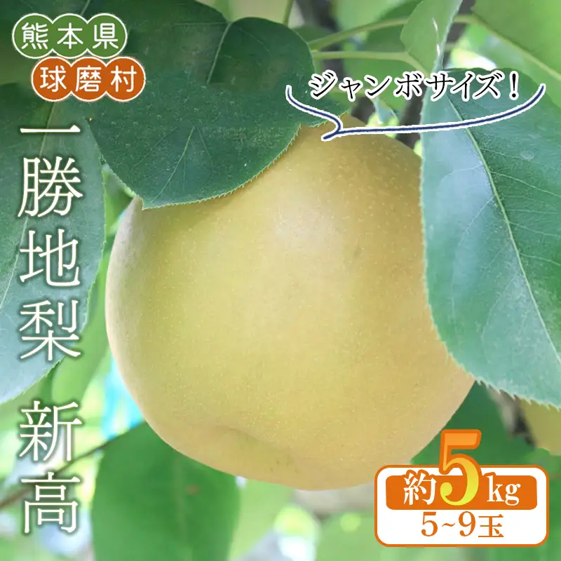 FKP9-653 【先行予約】一勝地梨/新高 約5kg なし ナシ 梨 デザート フルーツ 果物 くだもの 果実 食品