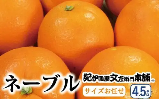 ネーブル 4.5kg サイズおまかせ / ネーブル 蜜柑 みかん 柑橘 オレンジ 果物 フルーツ 紀伊国屋文左衛門本舗 ※2027年1月中旬～2月上旬頃に順次発送予定(お届け日指定不可) 【kmtb028-r-4d5A】 11,360円