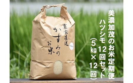 【予約】 令和6年産米 美濃加茂のお米定期便12回セット（5kg×12回） | ハツシモ 春見ライス 米 コメ M124S01