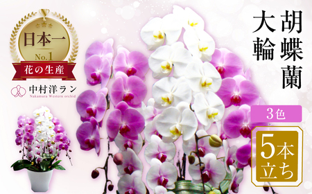 胡蝶蘭 大輪 5本立ち ミックス（花 3色）花