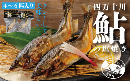 26-839．炭火でじっくり焼いた四万十川天然鮎の塩焼き４～６匹
