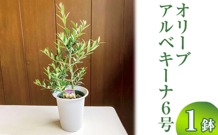 オリーブ アルベキーナ6号 ※離島への配送不可 _BZ06