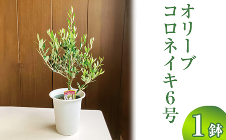 オリーブ コロネイキ6号 ※離島への配送不可 _BZ09 8,760円