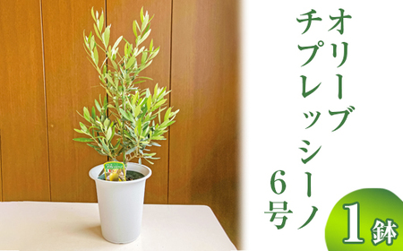 オリーブ チプレッシーノ6号 ※離島への配送不可 _BZ10