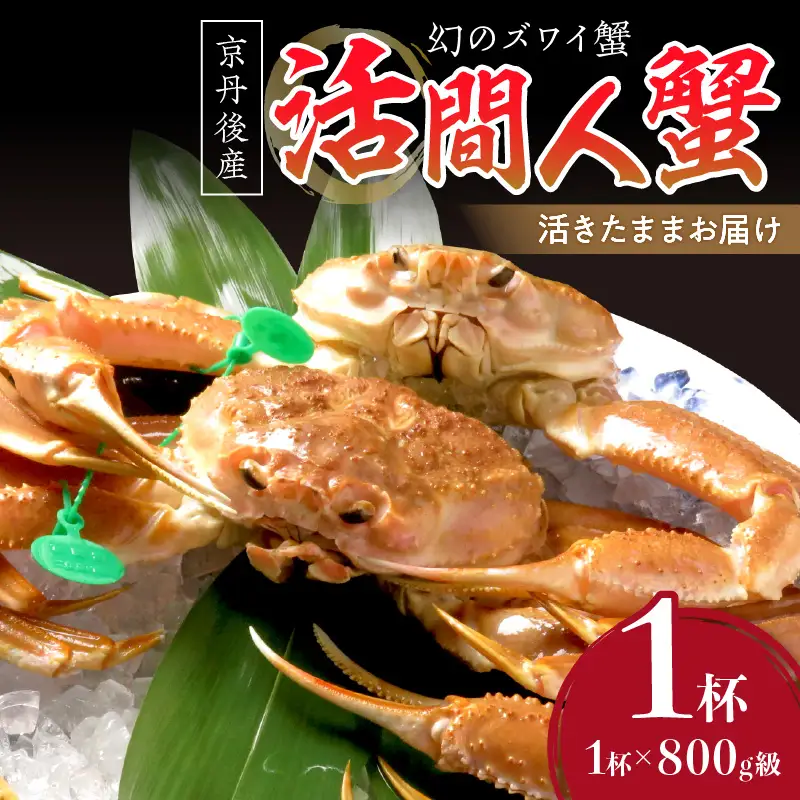 【幻のズワイ蟹】京丹後産 活間人蟹 鮮度抜群、活きたままお届け！！ 800g級×1杯