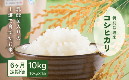 【先行予約】【令和7年産】 定期便 ≪6ヶ月連続お届け≫ 乳酸菌入りの土壌で育てた 福井県 坂井町産 特別栽培米コシヒカリ 10kg (白米) 【2025年10月上旬以降順次発送予定】 [K-4803_01]