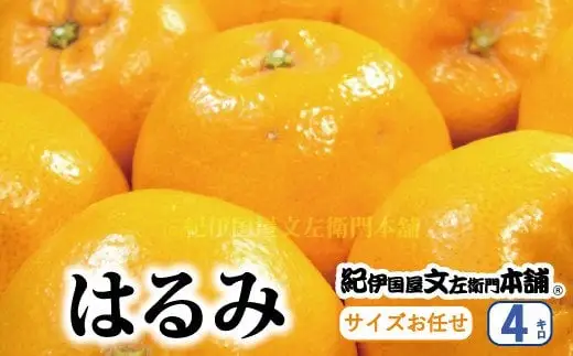 はるみ 4kg サイズおまかせ / はるみ みかん 蜜柑 柑橘 果物 フルーツ 紀伊国屋文左衛門本舗 ※2027年1月下旬～3月中旬頃順次発送予定(お届け日指定不可) 【kmtb013-r-4】 12,000円