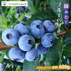 【摘みたてフレッシュ】一粒一粒ていねいに摘み取ったブルーベリーを生のままお届け　600g(150g×4パック）［ 摘みたてフレッシュ ブルーベリー 生 セット 果物 フルーツ 人気 おすすめ ギフト プレゼント お取り寄せ 通販 送料無料 ふるさと納税 ］