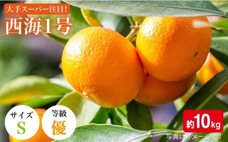  訳あり 西海1号 温州みかん 10kg 優品 Sサイズ みかん CCF002