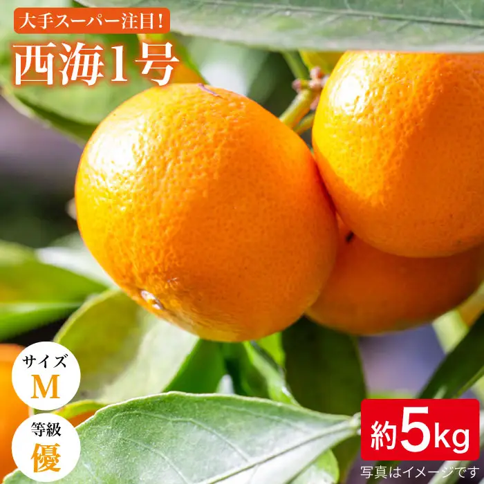訳あり 温州みかん 5kg 優品 みかん CCF003