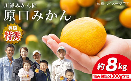 先行予約 原口みかん 特秀品 8kg 傷み保証分含む CCT004 みかん みかん