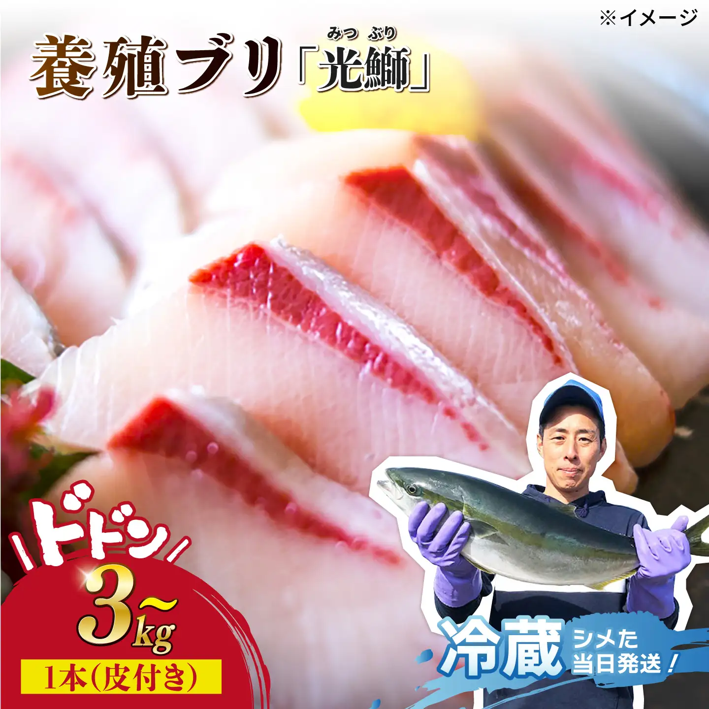 【復活】魚 養殖 ブリ「光鰤」1本 3kg? 刺身 ブリしゃぶ ＜小山水産＞ [CDZ006]