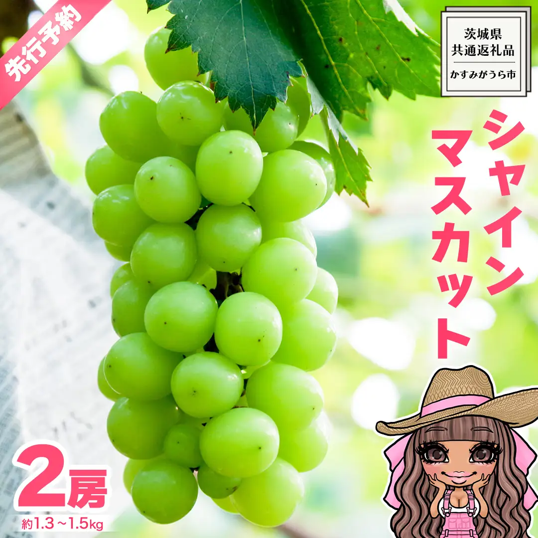 【 先行予約 】 極上の甘さの天使の シャインマスカット ！ 2房 （ 茨城県共通返礼品： かすみがうら市 ） 【 2026年9月頃発送 】 