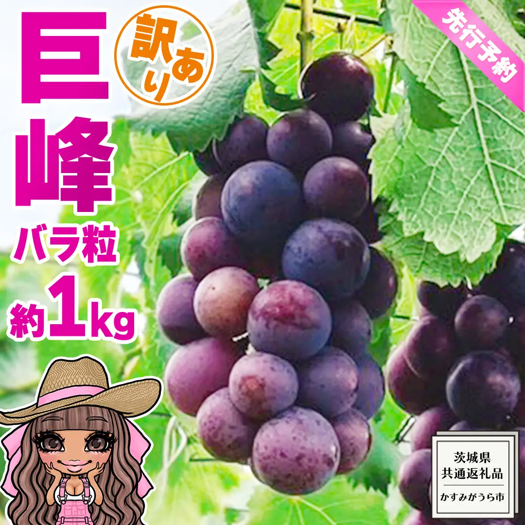 【 先行予約 】【 訳あり 】 バラ粒 甘くてジューシーな旬の天使の 巨峰 約 1kg （ 茨城県共通返礼品： かすみがうら市 ） 【 2026年8月頃発送 】 