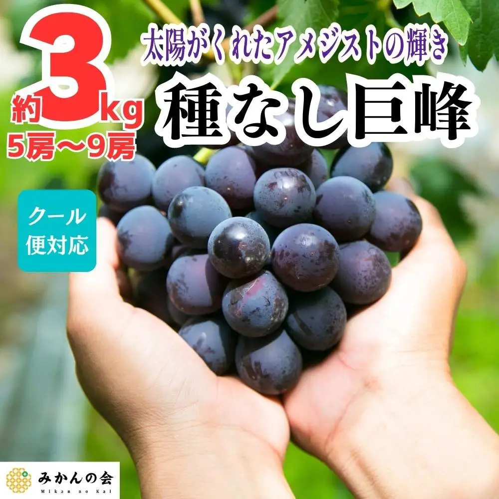 【先行予約】巨峰 種なし 有田巨峰村の巨峰 3kg( 5房 ～ 9房 ) 和歌山県産【2027年8月中旬～順次発送】【みかんの会】