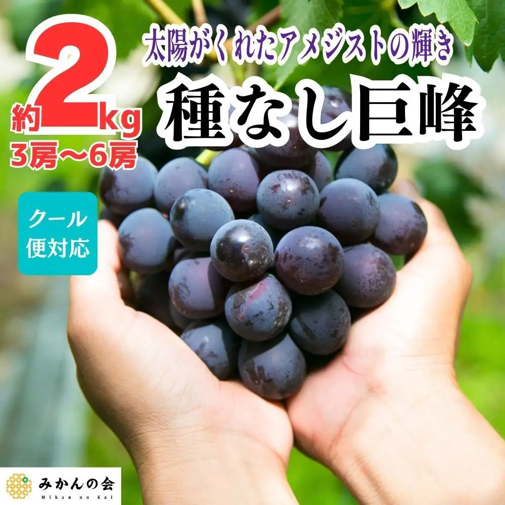 【先行予約】巨峰 種なし 有田巨峰村の巨峰 2kg( 3房 ～ 6房 ) 和歌山県産【2027年8月中旬～順次発送】【みかんの会】