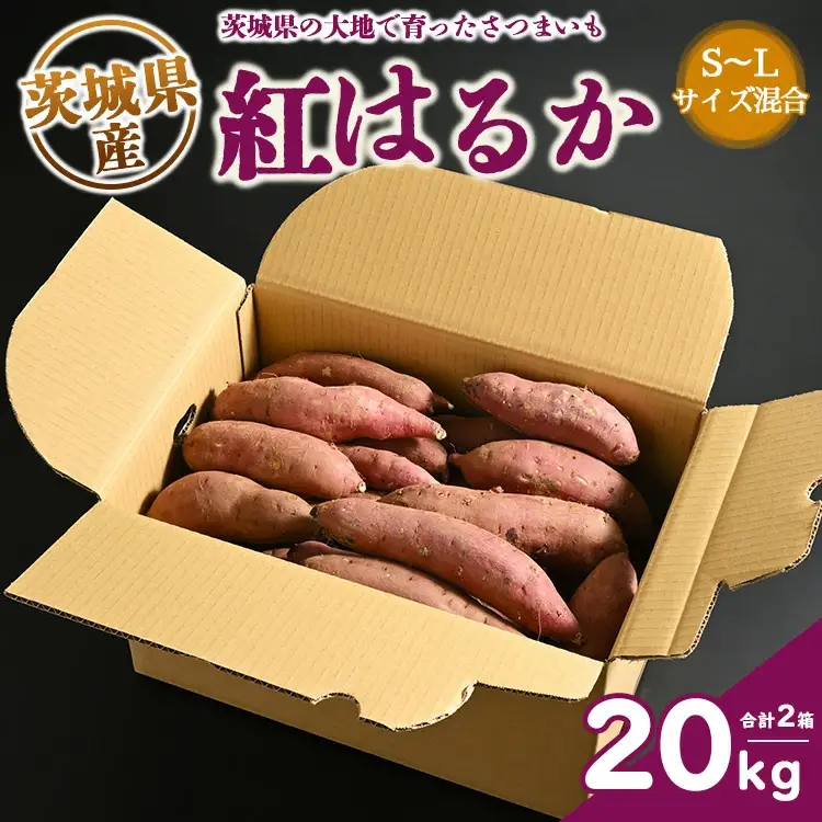 生芋　20kg　S～Lサイズ混合　2箱 いも長 ｜ さつまいも いも 生いも 紅はるか 国産 ※離島への配送不可 ※2025年12月下旬頃より順次発送予定