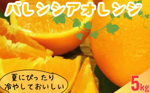 田村 産 バレンシア オレンジ 5kg 湯浅町田村産 春みかん 春かんきつ(無選別・果実サイズ混合) / バレンシアオレンジ オレンジ 蜜柑 みかん 柑橘 果物 フルーツ ※2027年6月中旬～7月下旬頃に順次発送 【kmtb491B】