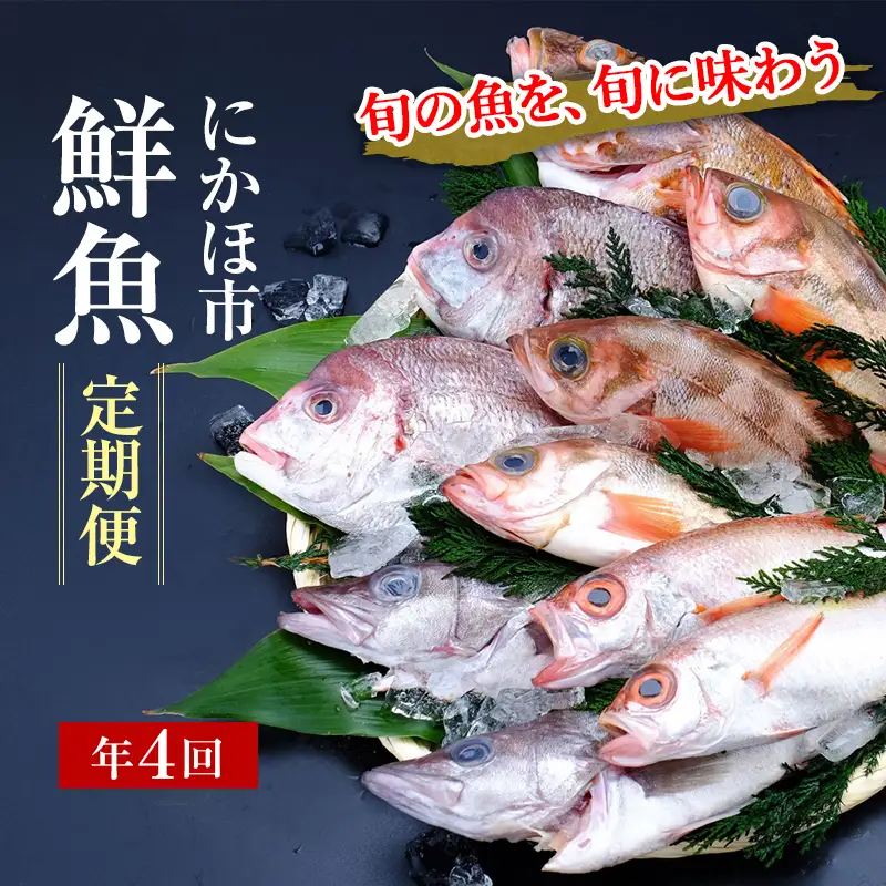 鮮魚 定期便 年4回 開けたらすぐ食べられる日本海の鮮魚 2～3人前 セット 魚 詰め合わせ 海鮮セット 食べ比べ 鮮魚ボックス 海鮮 海産物 海の幸 魚介 魚介類 刺身 切り身 ひらめ 鯛 甘エビ 鯵 あんこう 鮭 カレイ ハタハタ 鱈 ズワイガニ 冷蔵 定期