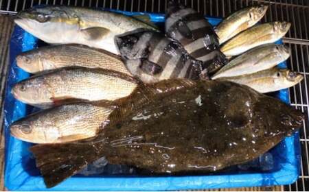 漁協からの贈り物（旬の地魚の詰合せ） mi0014-0017