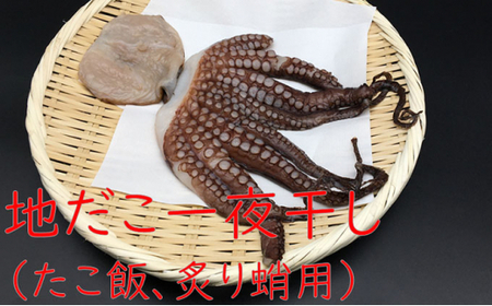 地だこ一夜干し（たこ飯、炙り蛸用） mi0022-0026