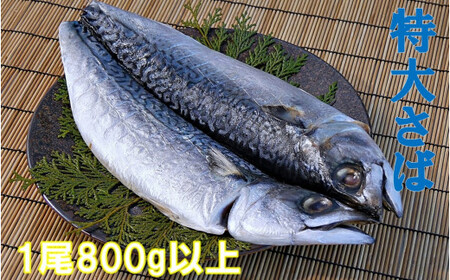 特大サバの開き（800g×1P） mi0069-0005