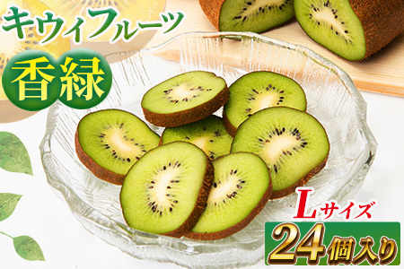 希少キウイフルーツ 「香緑」。Lサイズ 24個入り 糖度16度。甘くておいしい〈出荷時期：2026年12月15日出荷開始～2027年1月末頃〉｜キウイ フルーツ 果物 くだもの  神奈川県 南足柄市