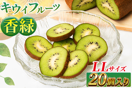希少キウイフルーツ 「香緑」。LLサイズ 20個入り 糖度16度。甘くておいしい〈出荷時期：2026年12月15日出荷開始～2027年1月末頃〉｜キウイ フルーツ 果物 くだもの  神奈川県 南足柄市