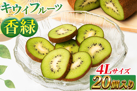 希少キウイフルーツ 「香緑」。4Lサイズ 20個入り 糖度16度。甘くておいしい〈出荷時期：2026年12月15日出荷開始～2027年1月末頃〉｜キウイ フルーツ 果物 くだもの  神奈川県 南足柄市