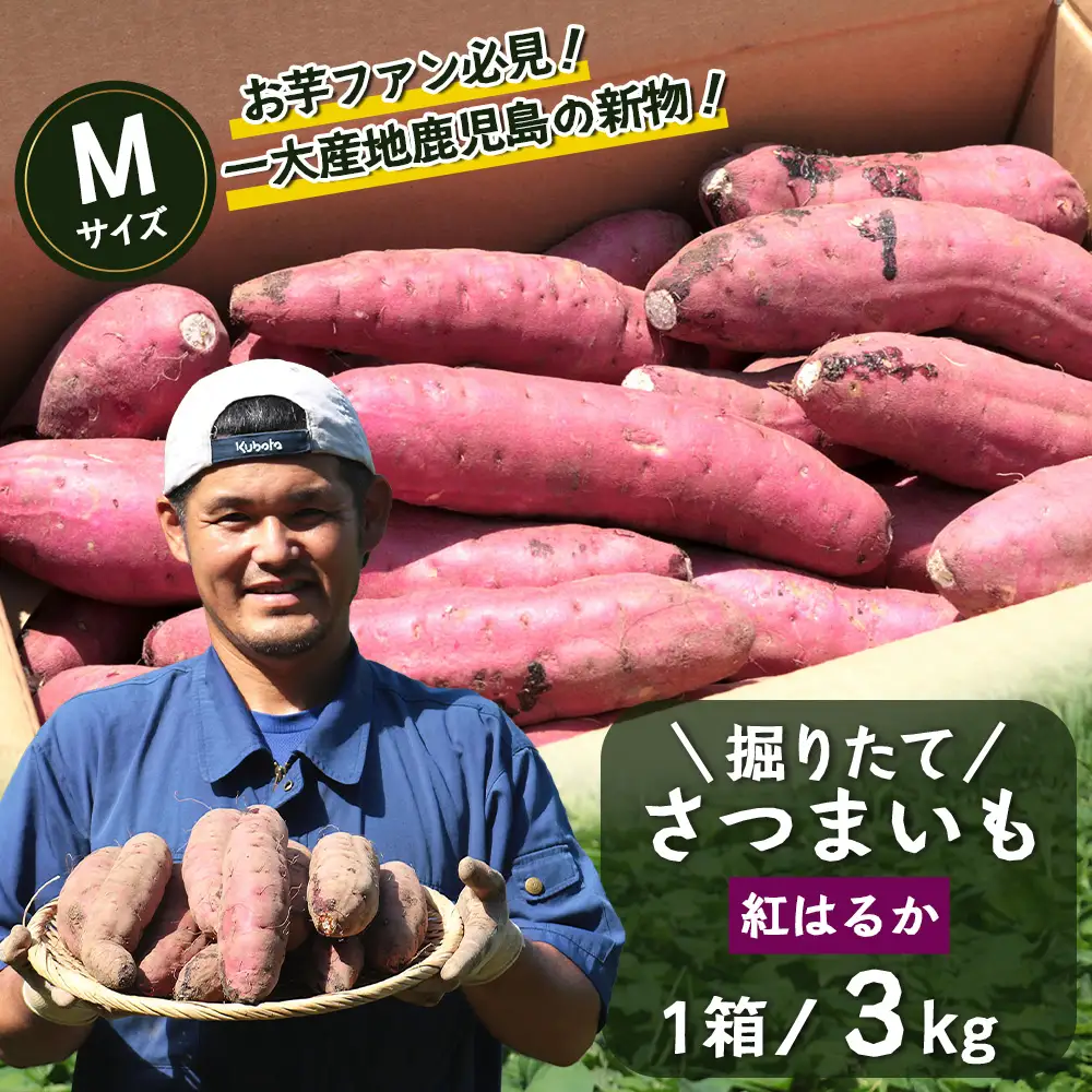 【先行予約：2026年9月中旬配送～】掘りたて さつまいも 紅はるか 3kg Mサイズ (自宅で簡単レシピ付き）FR-203 | 秋の味覚 2026年秋収穫 新物 さつまいも サツマイモ 感動サツマイモ 焼き芋 べにはるか 使いやすい 野菜 おやつ おかず お弁当 煮物 芋ごはん 味噌汁 産地直送 鹿児島県 南大隅町 株式会社フォレスト