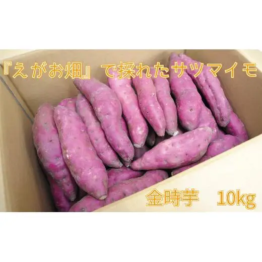 『えがお畑』で採れたサツマイモ金時芋 10kg