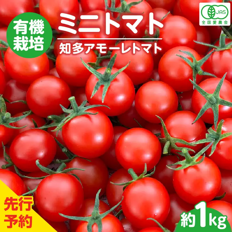 【先行予約】《11月中旬以降発送開始》有機栽培ミニトマト　知多アモーレトマト　約1kg｜トマト 知多市