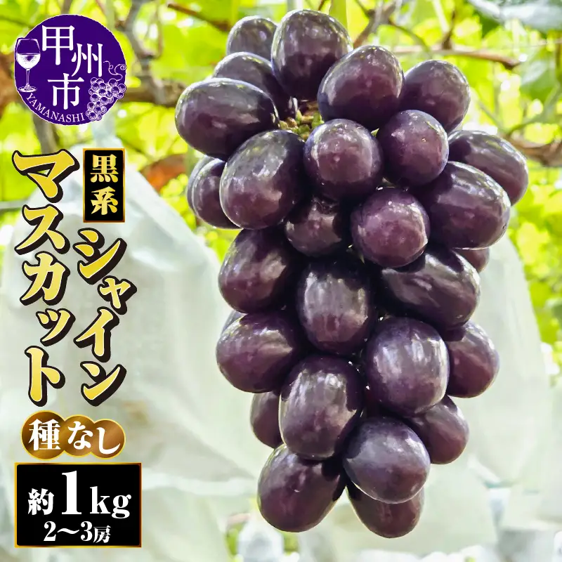 【朝採り直送】黒系シャインマスカット（種無し）約1kg（2～3房）【2026年発送】（AF）B18-413 黒系 シャインマスカット フルーツ