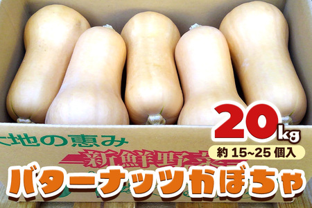 バターナッツかぼちゃ 20kg [数量限定／期間限定] 8月下旬より順次発送｜南瓜 カボチャ 産地直送 農家直送 野菜 甘楽町産 群馬県産 吉田農場 先行予約 [0215]
