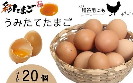 彩たまご うみたてたまご 20個 化粧箱 | 卵 たまご