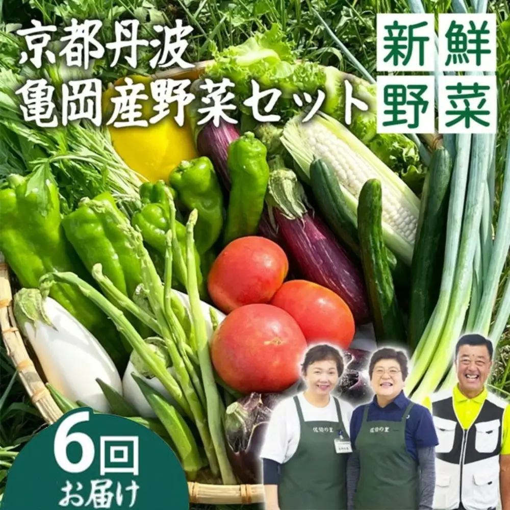 【6回定期便】旬の朝採れ 新鮮野菜セット 野菜 7～10品 