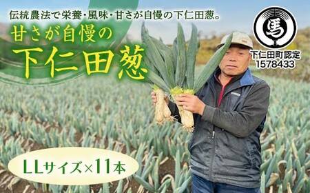 甘さが自慢の下仁田葱（LLサイズ 11本） とろける 甘い ねぎ ネギ 王様ねぎ 殿様ねぎ 特産 栄養たっぷり ブランド 上州ねぎ すきやき F21K-612