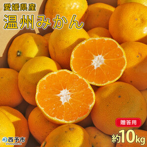＜愛媛県西予市産 温州みかん 贈答用 約10kg＞ ギフト 果物 くだもの ミカン 蜜柑 柑橘 フルーツ 特産品 段畑みかん 愛媛県 西予市【常温】『2024年10月下旬～11月下旬迄に順次出荷予定』ADM0016