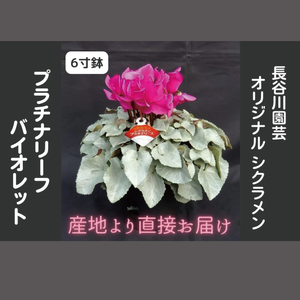 【先行予約】【長谷川園芸】オリジナル品種 シクラメン プラチナリーフ 6寸 バイオレット 【冬のギフト  フラワーギフト クリスマス 鉢花】(AT108)